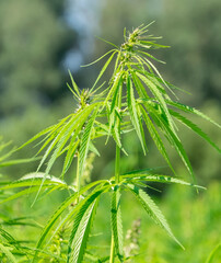 Top of an industrial hemp or Cannabis sativa plant