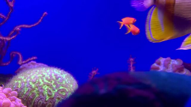 Colorful Tropical Fish in slow motion, Palma de Mallorca Aquarium - (4K)