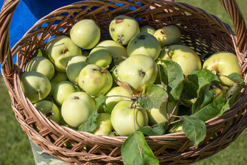 harvest of green apples in a wicker basket in the garden