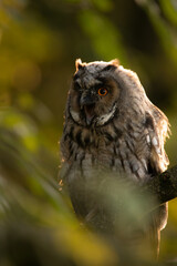 Long Eared Owl Chick Portrait Begging For Food