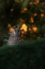 Sunset Owl
