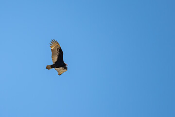 Flying Bird