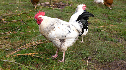 Rooster cleaning his feathers