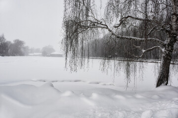Winter view of a weeping birch. The village of Konstantinovo. Homeland of the Russian poet Sergei Yesenin.