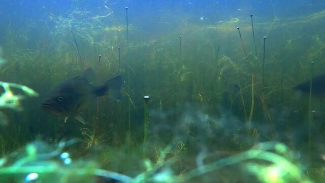 small mouth bass swimming underwater deep in the weeds and aquatic plants life
