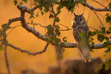 Long Eared Owl perched on branch
