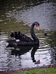 Fototapeta premium Black swan carrying cygnets on its back while swimming on a pond