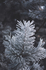 snow covered branches