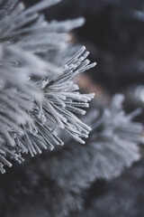 ice crystals on a branch