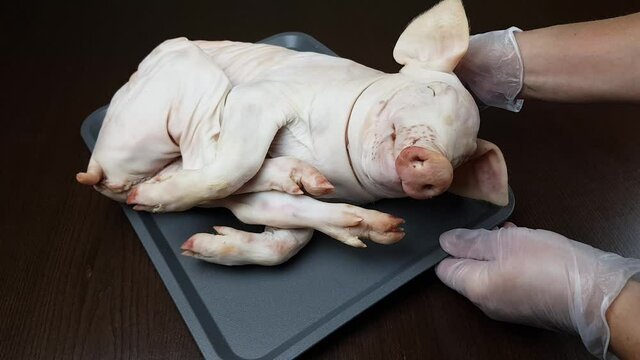 the cook prepares a pig or a suckling pig for baking on a spit or in the oven. luxury festive pork dish