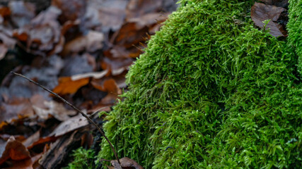 Moss on the stone with dead leaves in the background