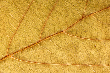 Naklejka na ściany i meble Detail leaf plane-tree with autumn colors