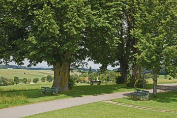 Obraz premium Amalienhöhe Heiligenberg Baumgruppe Linzgau Bodensee Aussichtspunkt