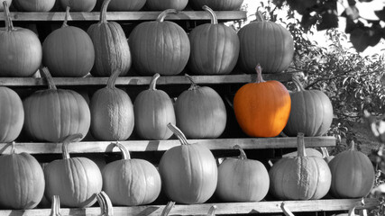 Pumpkins on shelves special accent black and white with orange color