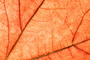 Detail leaf plane-tree with autumn colors