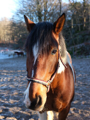 Fototapeta premium Horse head close up outside on frosty winter day. Afternoon sun light and no visible people.