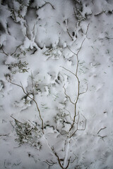 snow covered branches