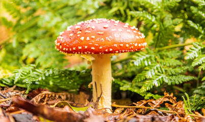 Forest Floor Mushroom