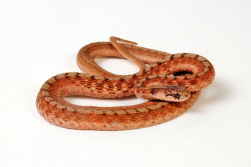 DeKay's Brown Snake // Braunnatter (Storeria dekayi)