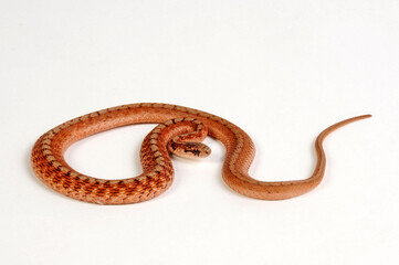 DeKay's Brown Snake // Braunnatter (Storeria dekayi)