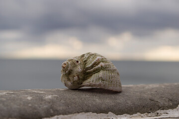 An old shell on the background of the sea and gray clouds. 