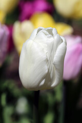 Plenty of yellow, pink and white tulipa gesneriana (Gesner&rsquo;s tulip, fin: tarhatulppaani) flowers blooming. Photographed in Helsinki, Finland during a sunny summer day. Closeup color image. No people.