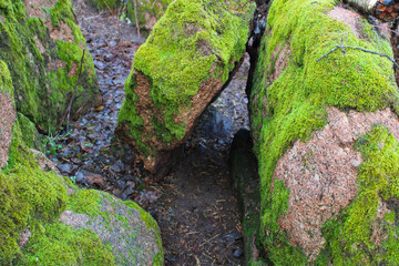Borsuk trail between stones covered with green moss © Oleksandr