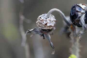 Dead dry grey rosehip berries with soft neutral background. Late fall in Finland. Concept of dying nature, seasons, sadness, death, exhaustion, depression and anxiety. Closeup color image.