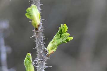 Rose bush stem with thorns and little green baby leaves. Little spikes of the wild rose in a closeup. Soft neutral background. Photographed in Finland during a sunny spring day in a park. 