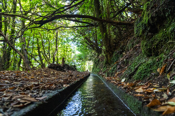 Levada dos Cedros - Fanal
