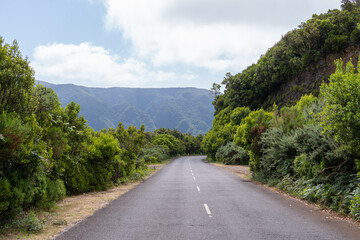 Empty road between bushes