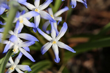 White and purple Scilla Luciliae (Lucile’s glory-of-the-snow, fin: isokevättähti) flowers blooming. Macro closeup image from high angle view. Photographed in Finland during a sunny spring day.