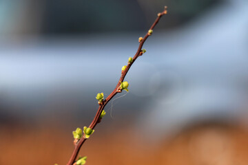 Little green fresh baby leaf buds. Photographed during a sunny spring day in Espoo, Finland. Soft colorful bokeh background. Closeup macro color image.