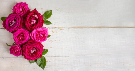 Beautiful rose flower in garden. Rose flower background. Roses flower texture. Lovely rose. Roses...