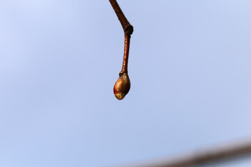 Salix Cinerea (gray sallow, scilia, pussy willow, paju) branch in a closeup image. Focus on the foreground, blue sky background. Sunny spring day in Finland. Native species in Europe and Asia.