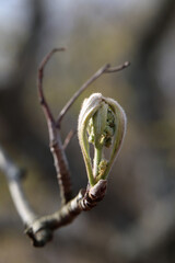 Yellow Acer Platanoides (metsävaahtera, crowfoot-leaved here’s ear, here’s ear) flowers in a closeup. Photographed during a sunny spring day in southern Finland. Common flower in Europe and Americas.