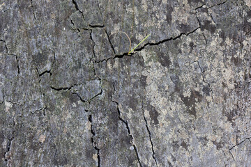 ough nature textures great for backgrounds	