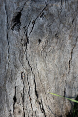 ough nature textures great for backgrounds	