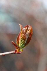 Beautiful red fresh baby leaves on a tree branch. Focus on foreground, soft neutral background. Photographed in Finland, Europe during a sunny spring day. Closeup color image.