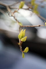 Salix Cinerea (gray sallow, scilia, pussy willow, paju) branch in a closeup image. Focus on the foreground, colorful soft background. Sunny spring day in Finland. Native species in Europe and Asia.