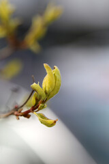 Salix Cinerea (gray sallow, scilia, pussy willow, paju) branch in a closeup image. Focus on the foreground, colorful soft background. Sunny spring day in Finland. Native species in Europe and Asia.