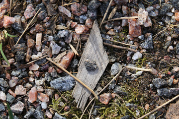 Small rocks and stones, piece of wood and some moss. Texture image photographed in Finland. High angle view sunny spring day.