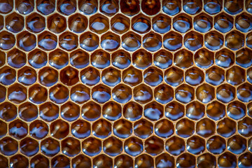 Honigwaben gefüllt