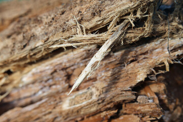 Damaged wood stem surface in a color closeup image. Damaged trunk texture macroimage. Agriculture and forestry industry themed brown texture from Finland.