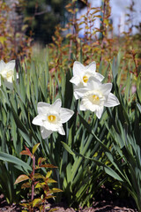 White trumpet daffodils - beautiful spring flower that belongs to amaryllis family. Often used in gardens and as a decoration during Easter time. Also called daffodil. Closeup color image.
