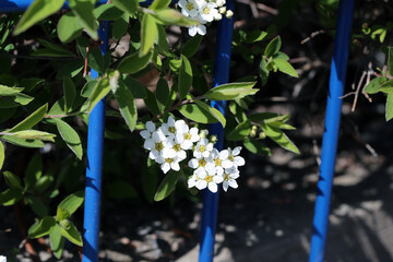 Beautiful white spiraea aka meadowsweet (fin: pengasangervo) flowers and leaves photographed in...