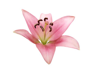 Naklejka na ściany i meble Pink Lily flower isolated on a white background
