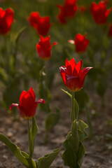 Red tulips in flowerbed in spring. Bokeh, defocus, soft focus