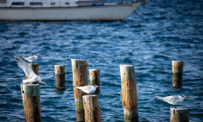 Oystercatchers on Pilings