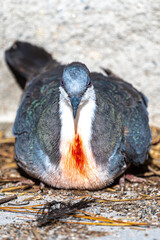 Bleeding Heart Dove (Gallicolumba luzonica)